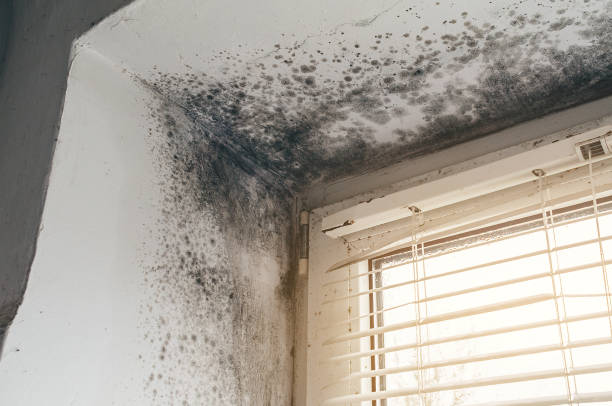 Affordable Attic Mold Remediation solutions in Ashton, MD